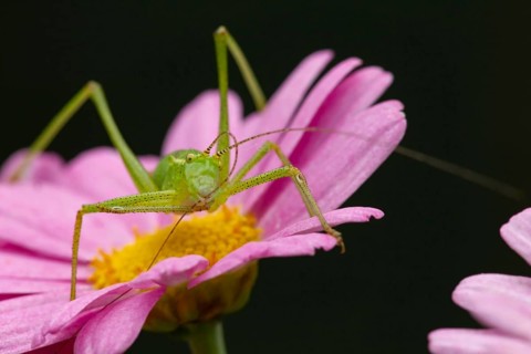 Speckled bush cricket,