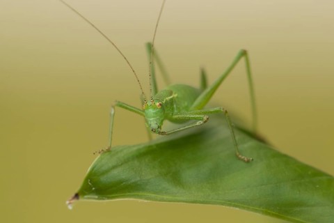 Speckled bush cricket,