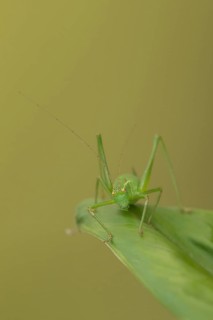 Speckled bush cricket,