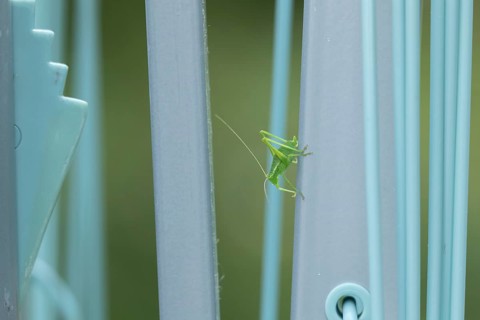 Speckled bush cricket,