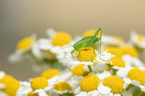 Speckled bush cricket,