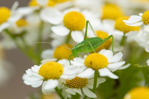 Speckled bush cricket,