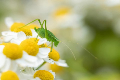 Speckled bush cricket,
