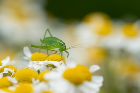 Speckled bush cricket,