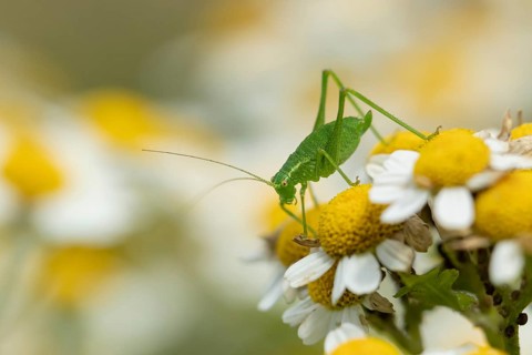 Speckled bush cricket,
