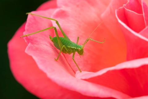 Speckled bush cricket,