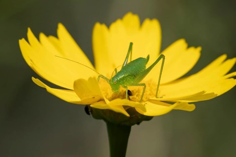 Speckled bush cricket,