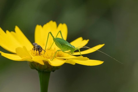 Speckled bush cricket,