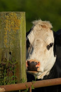 Cow,