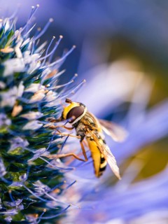 Common Drone Fly,