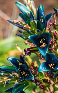PUYA Berteroniana, Perennial bromeliad