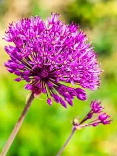Giant Allium,