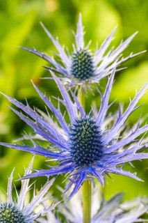 Blue Hobbit, Sea Holly