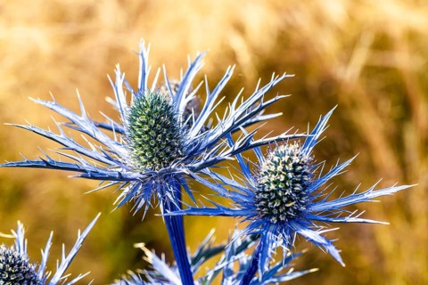 Blue Hobbit, Sea Holly