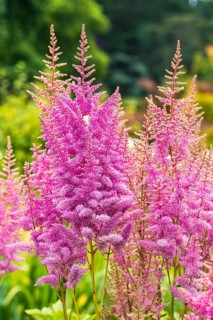 Astilbes, Astilbe flowers