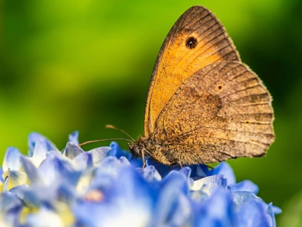 Meadow Brown,