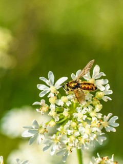 Broad Centurion Fly, Chloromyia formosa