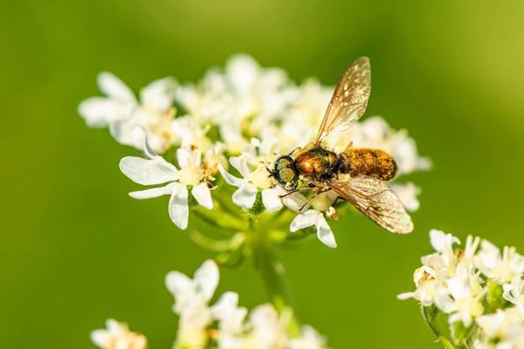 Broad Centurion Fly, Chloromyia formosa