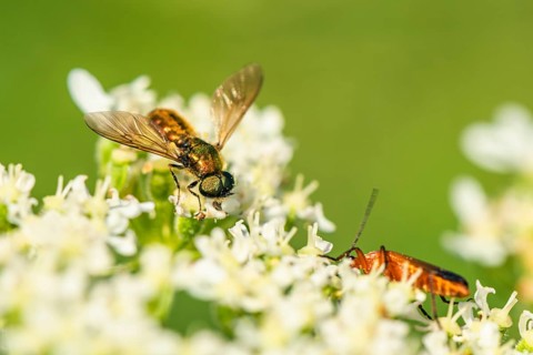 Broad Centurion Fly, Chloromyia formosa