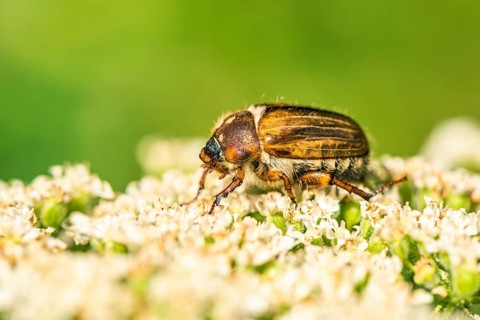 Summer Chafer, Amphimallon solstitialis