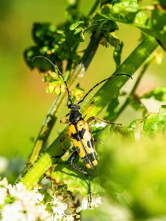 Spotted Longhorn,