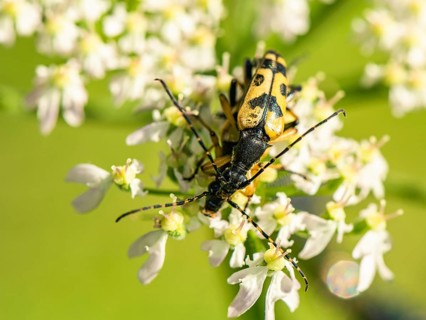 Spotted Longhorn,