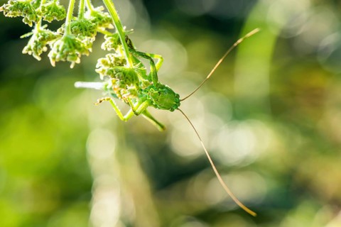 Great Green Bush-cricket,