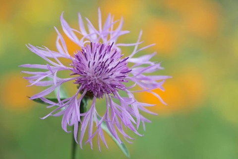 Greater knapweed,