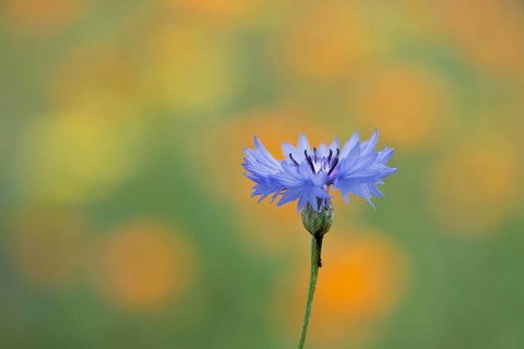 Cornflower,