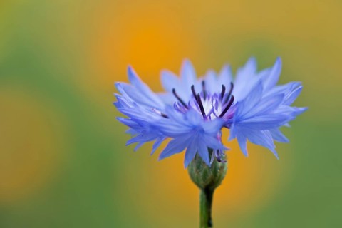 Cornflower,