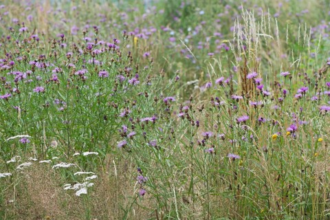 Brown knapweeds,