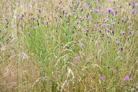 Brown knapweeds,