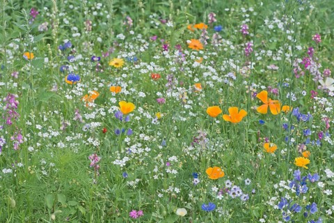 Flower meadow with California poppy,
