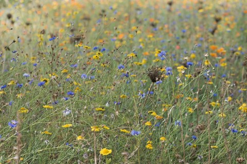 Flower meadow with cornflowers,