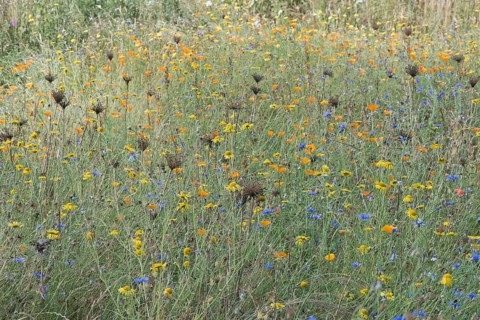 Flower meadow with cornflowers,