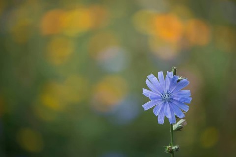 Common chicory,