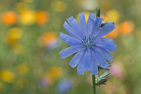 Common chicory,