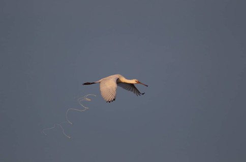 Eurasian spoonbill,