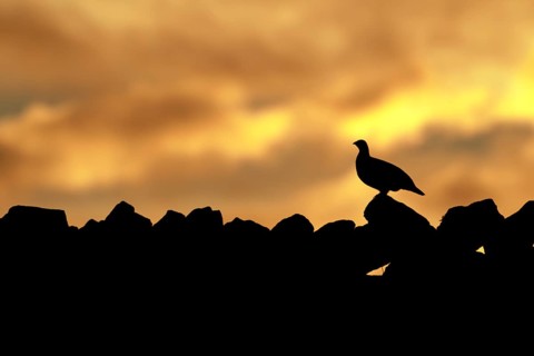 Red grouse,