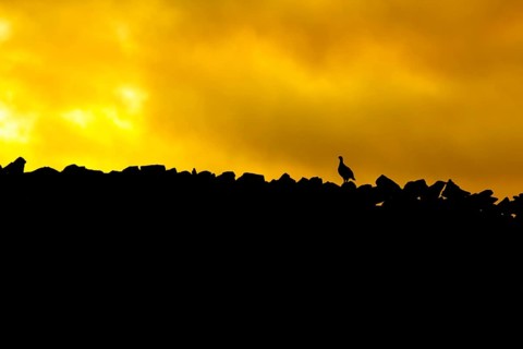 Red grouse,