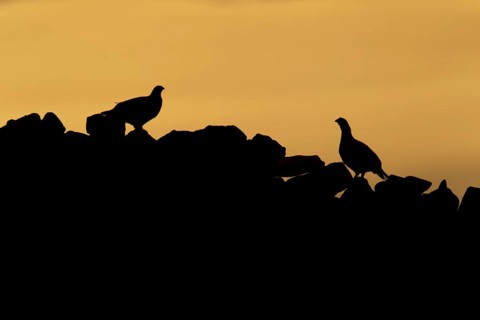 Red grouse,