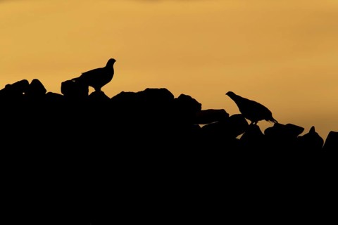 Red grouse,