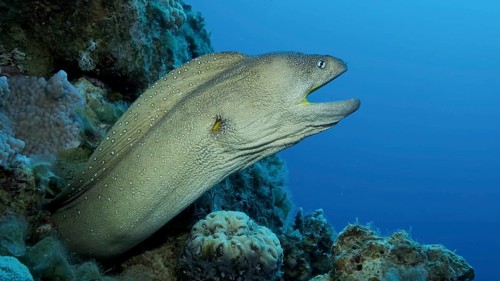Close-up portrait of Moray with open mouth peeks out of its hiding place. Yellow-mouthed Moray Eel,