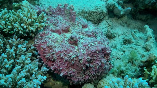 Close-up of pink Stonefish lies on corals. Reef Stonefish,