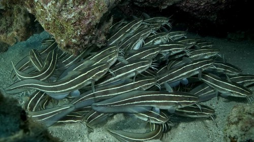 School of Striped Catfish are hiding inside a coral cave. Striped Eel Catfish,