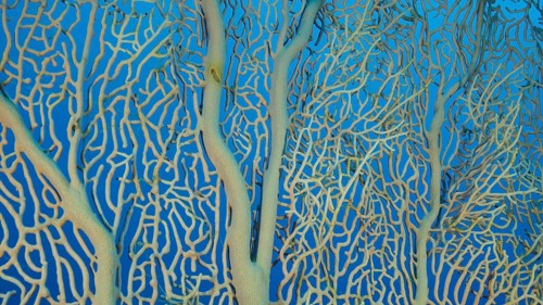 Details of the soft coral,