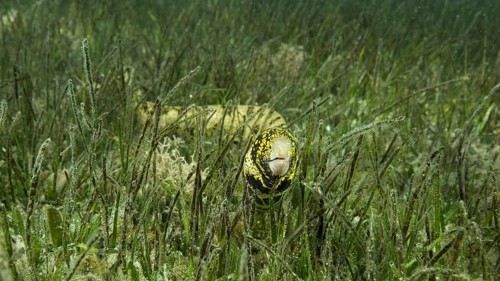 Close-up of Moray slowly swims in green seagrass. Snowflake moray,