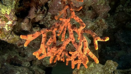 Finger-sponge in the cave. Red toxic finger-sponge,