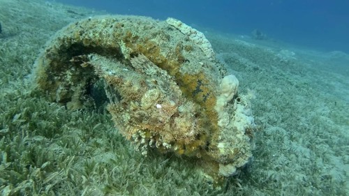 Scorpion fish lie on the reef. Bearded Scorpionfish,