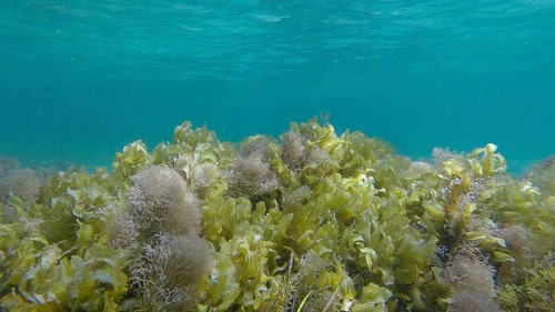 Dense thickets of red algae, brown algae and green seagrass in shallow water in the rays of sunlight. Underwater landscape